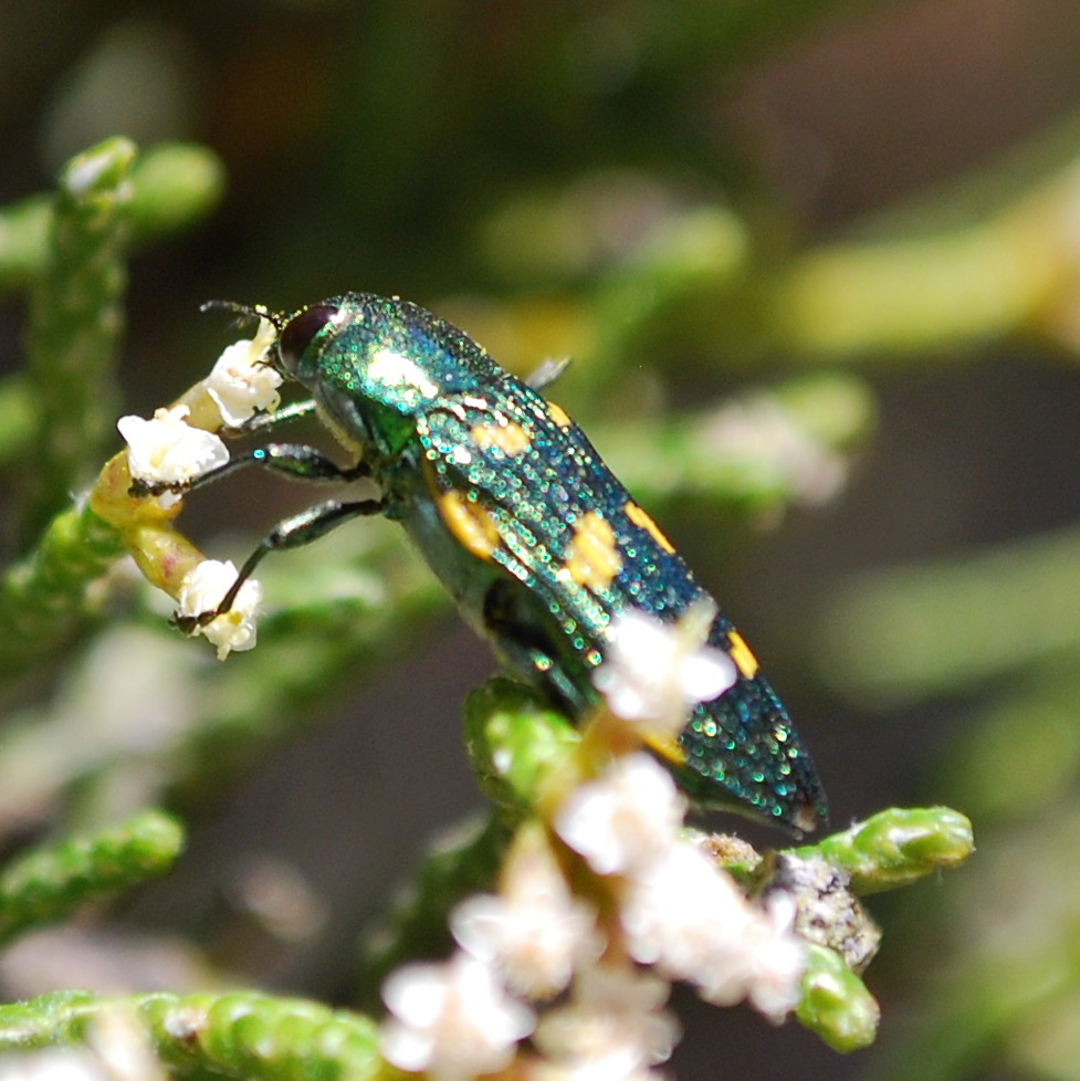 Miena jewel beetle feeding on Ozothamnus hookeri Castiarin… Flickr