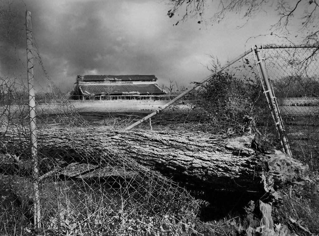 Trees die standing up But eventually they fall . HFF Flickr