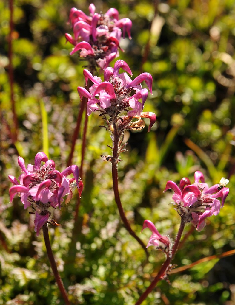 Bird's Beak Lousewort (Pedicularis ornithorhyncha) Learn m… Flickr
