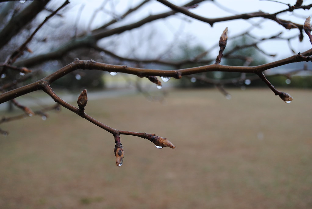 Rainy Day Drops of water following a rainy day in Delaware… Lee