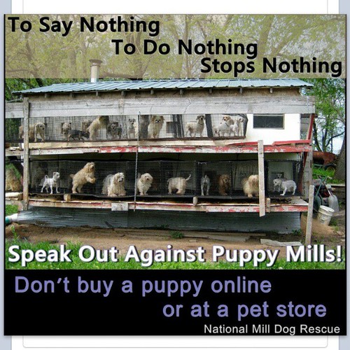 Stop supporting pet stores that sell puppies. Period. mil… Flickr