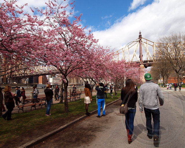 roosevelt island cherry blossom festival 2023 2013 Roosevelt Island Cherry Blossom Festival, Manhattan, … Flickr