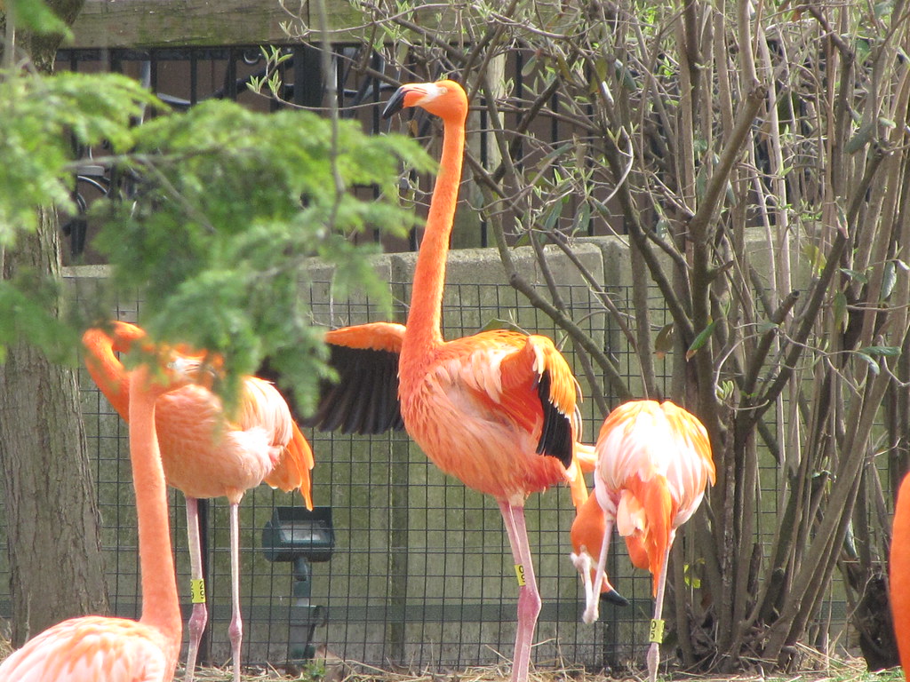 Columbus Zoo 41413 1130 foodbyfax Flickr