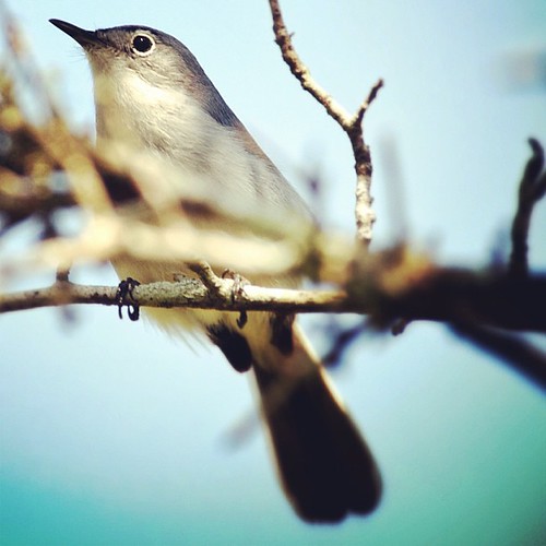 Bluegray Gnatcatcher [Altamaha Wildlife Management Area i… Flickr