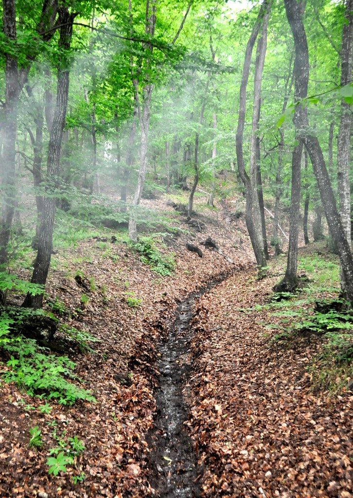 Foggy and rainy forrest Tbilisi,