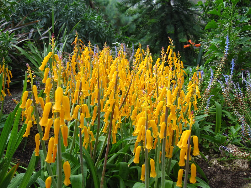 South African Bulbs in Bloom Brooklyn Botanic Garden