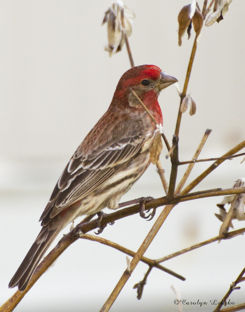 House Finch Male in breeding plumage Carolyn Lehrke Flickr
