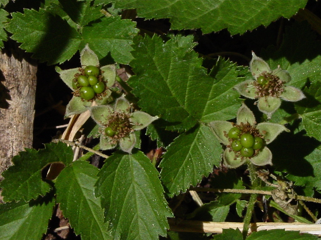 az native blackberries arizona dewberries Tucson, Arizon… Flickr
