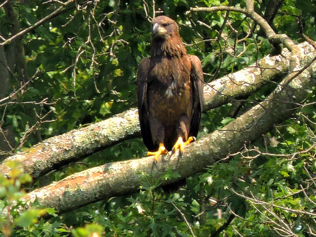 Golden Eagle Golden Eagle at Chambers Lake in Coatesville,… Randy
