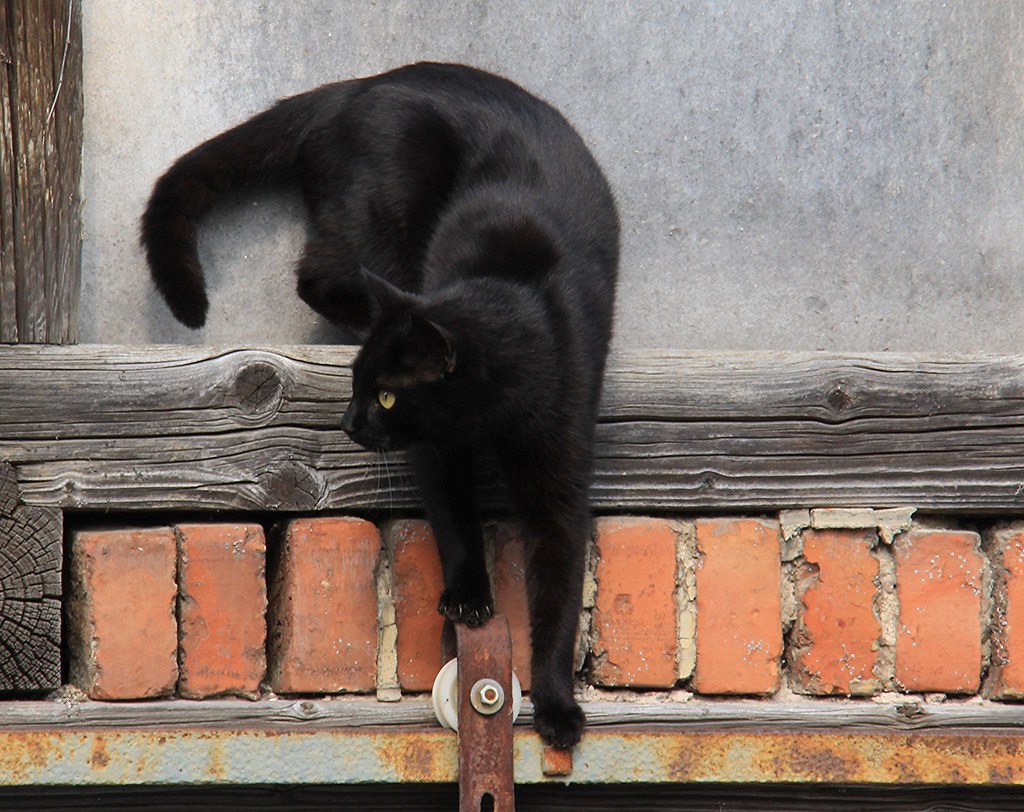 Cat Climbing Down