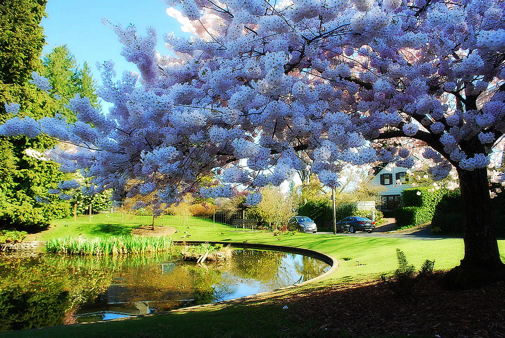 The Cherry Tree and Duck Pond at Maiden Lane and Madrona D… Flickr