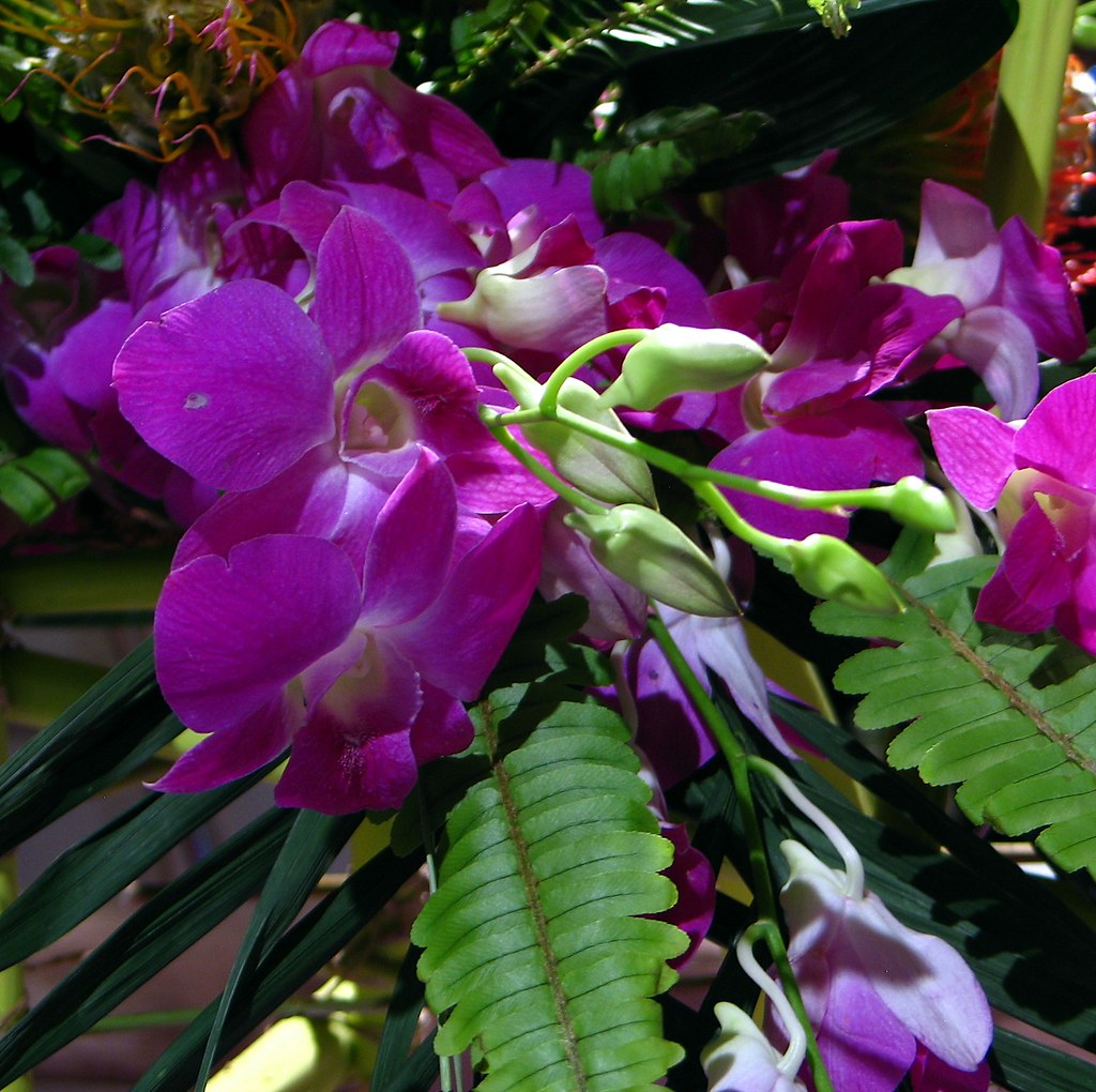 Rhode Island Spring Flower & Garden Show 2013 Celebrating… Flickr