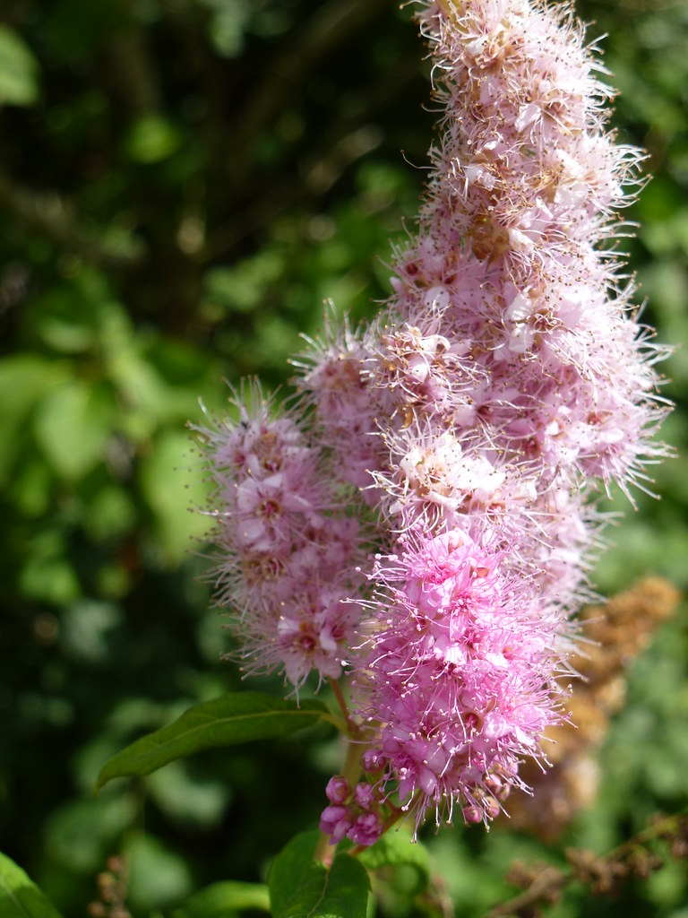 Pink Fluff ! Summer2016 Garden Bush Shrub Soft Flower Pink… Flickr