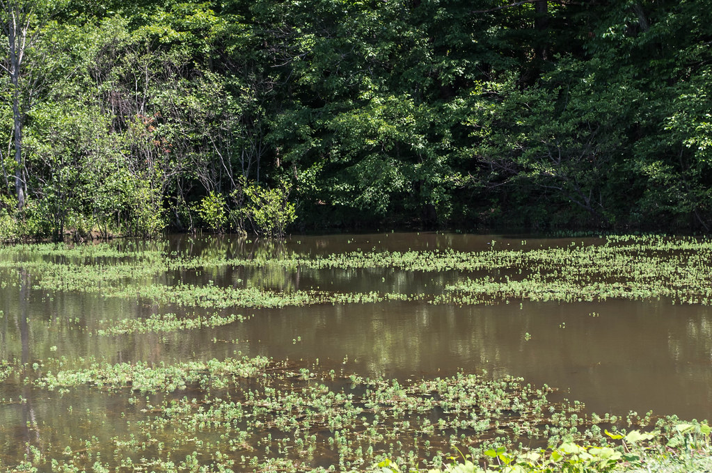 Pond in White County, jwcjr Flickr
