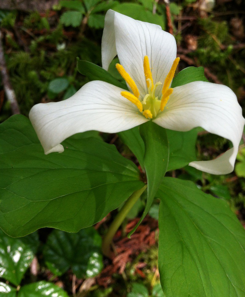 Western Trillium (Trillium ovatum) Learn more about this w… Flickr
