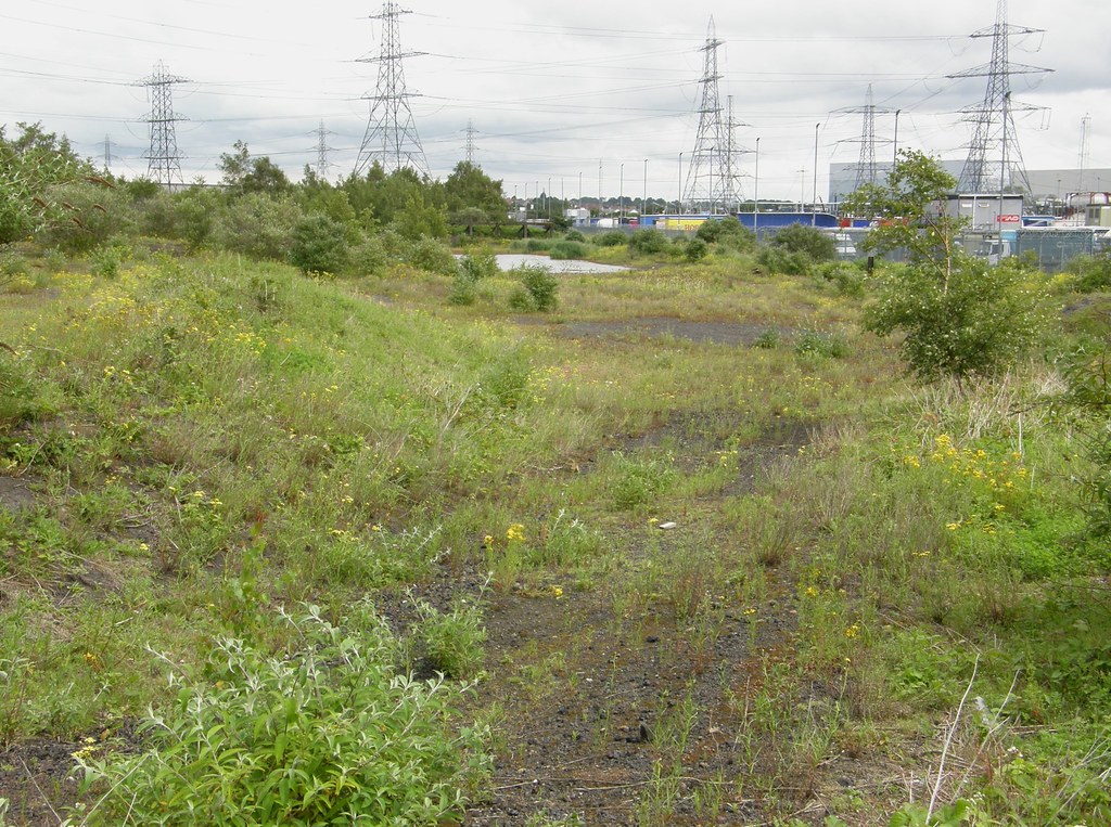 Brownfield land at West Thurrock Marsh, Essex Ceratina cya… Flickr