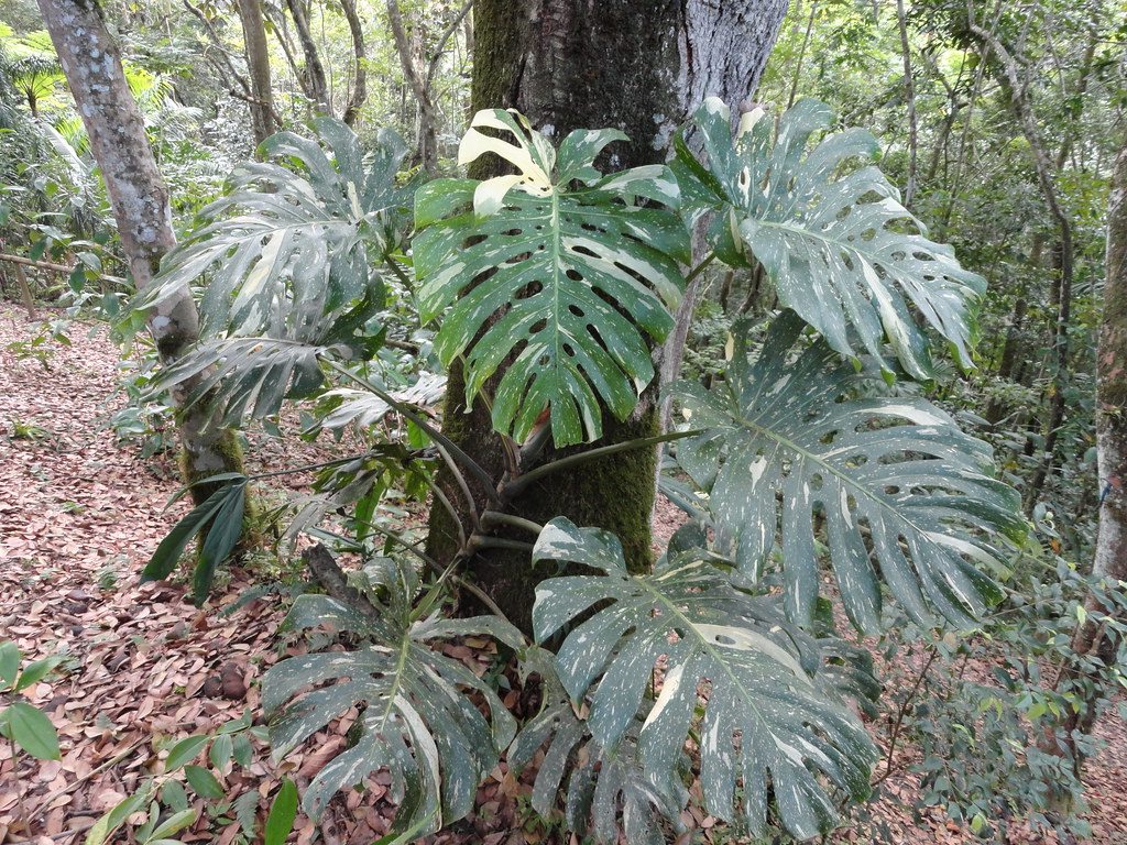 Monstera thai constellation Philodendrons, Elephant Ears, and Other