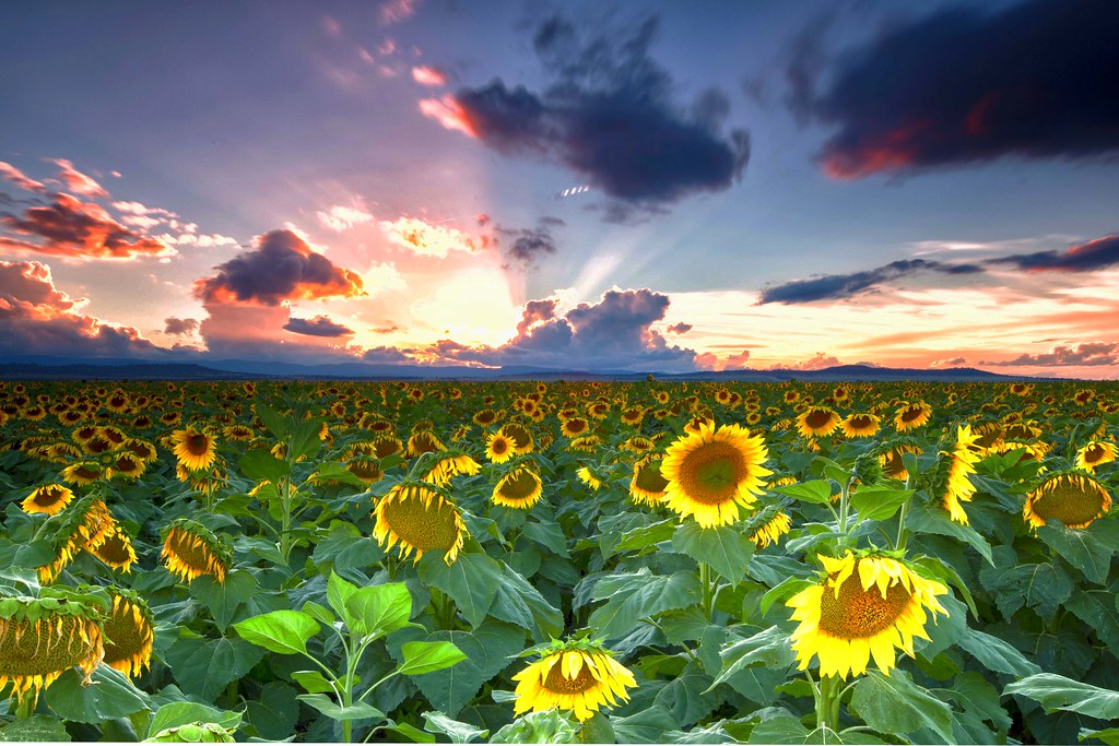 081 Quirindi Sunflowers mk11 Spent the weekend at Quirindi… Flickr