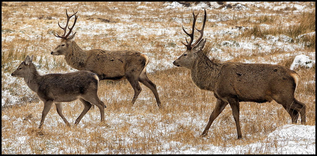 Deeer | Deeer on the move. | R. M. | Flickr