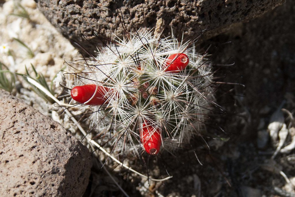 Fish Hook Cactus Mammillaria tetrancistra S_Crews Flickr