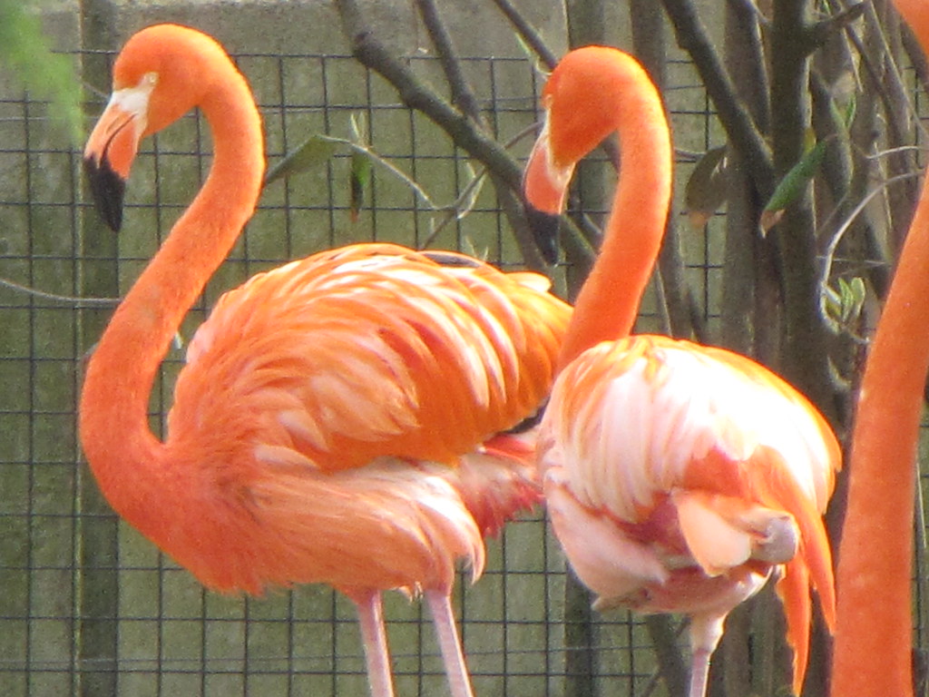 Columbus Zoo 41413 1128 foodbyfax Flickr