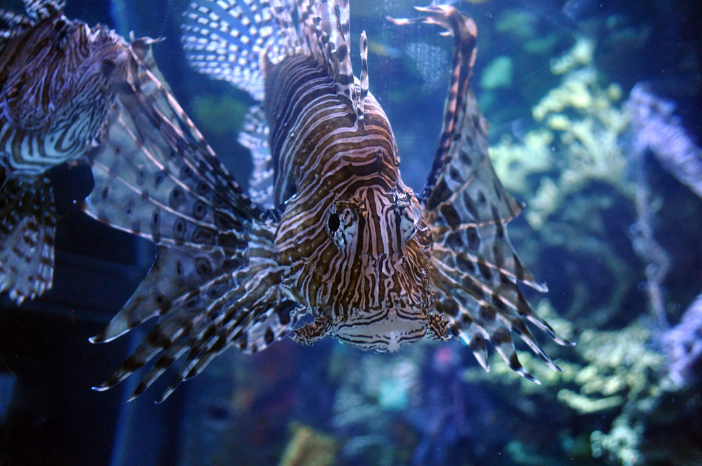 Ottawa Toronto_0009 Ripley's Aquarium Lionfish Brian Battistel Flickr