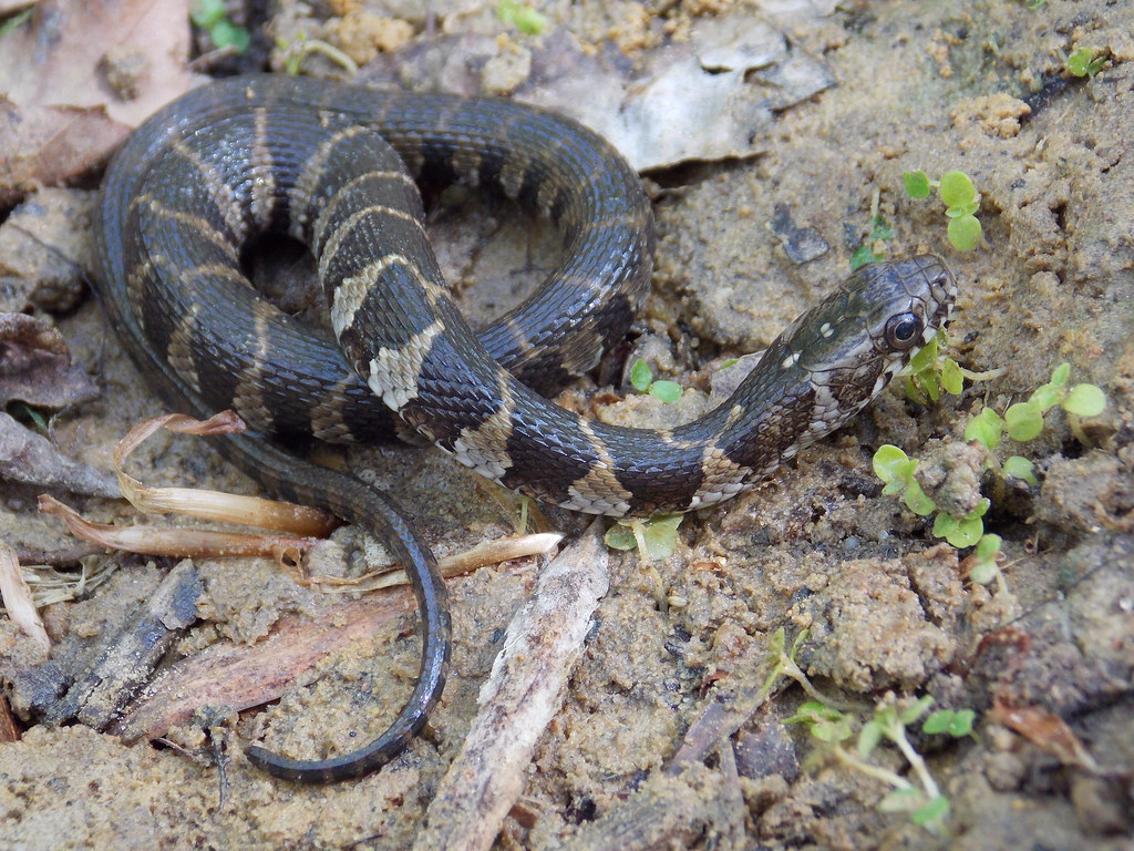 Northern Water Snake Juvenile Nerodia s. sipedon. esxnatur Flickr