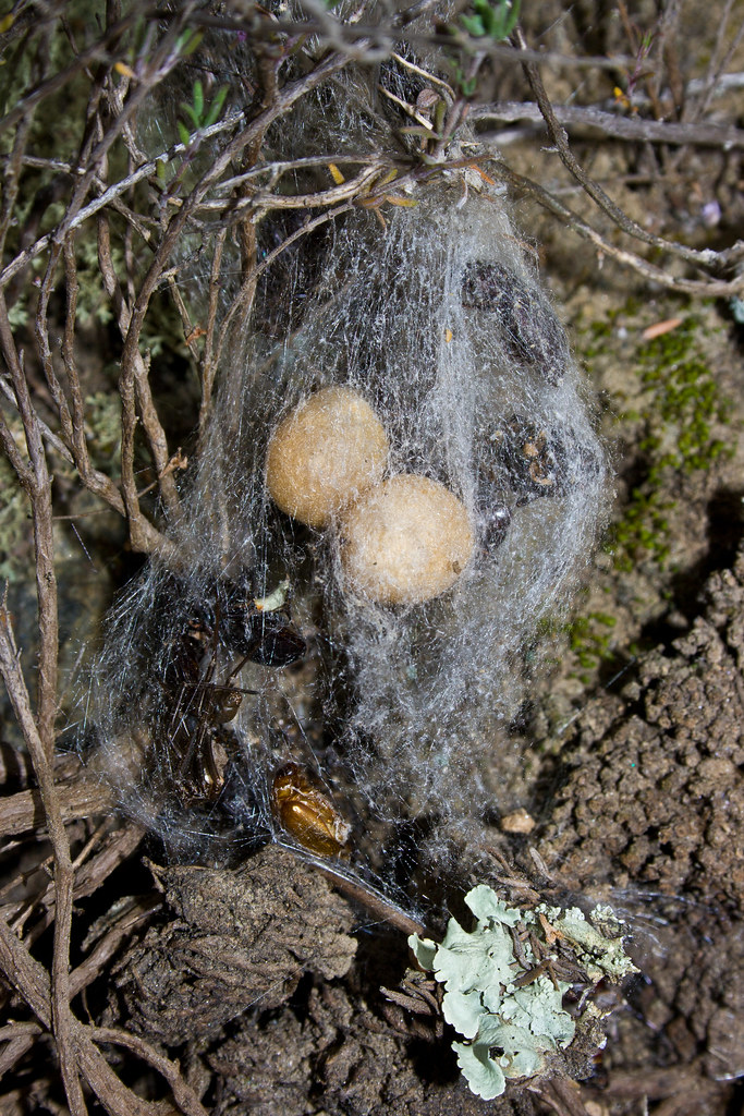Redback Spider egg sacs (Alexandra) Australian redback s… Flickr