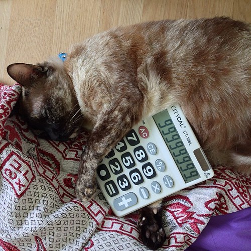 too much calculation so sleep is better big cat … Flickr