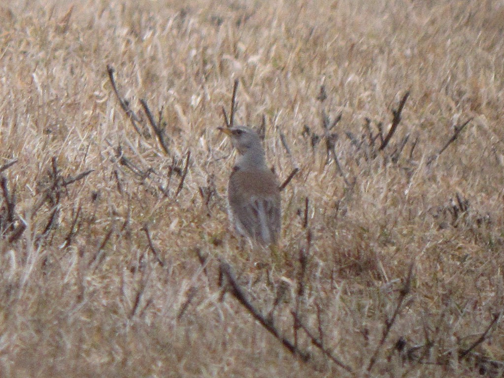 Fieldfare1 Carlisle, MA Steve Mirick Flickr