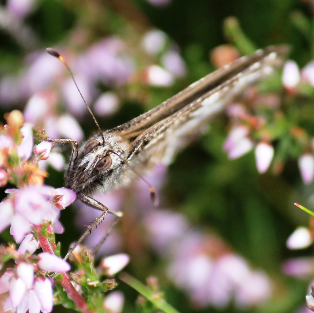 Butterfly face Kayleigh Flickr