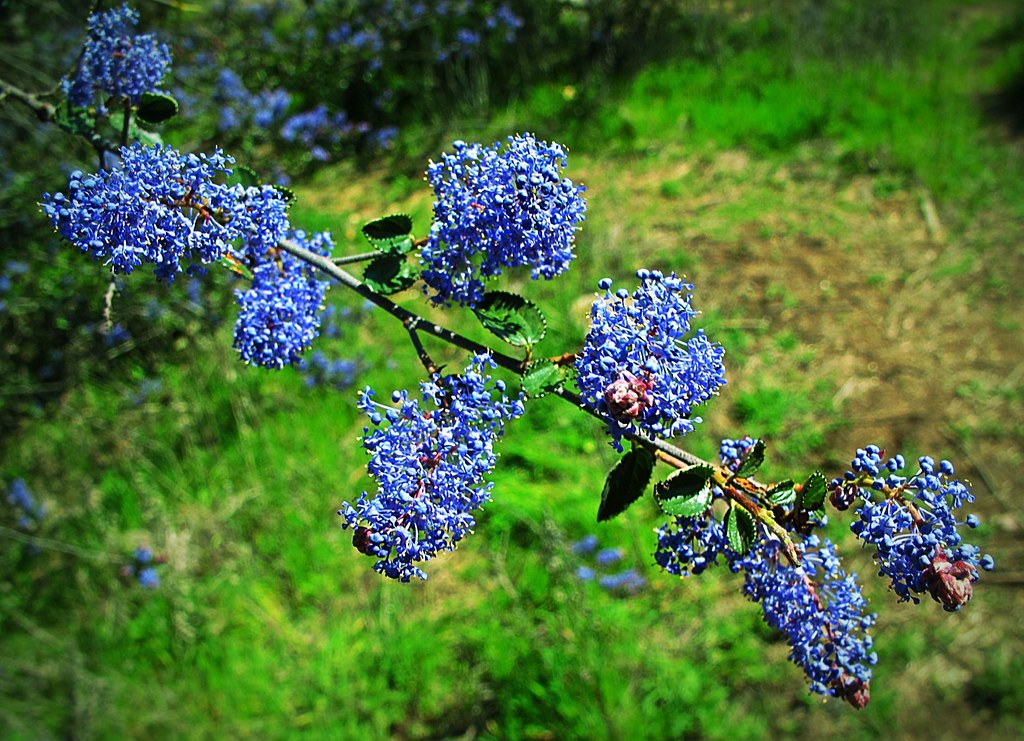 Lilac Mission Trails Regional Park, San Diego, CA Terry Tyson Flickr
