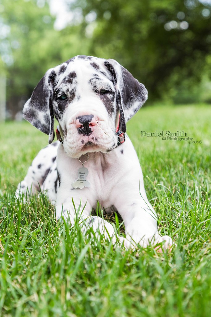 Penelope Great Dane / Dalmatian Mix Puppy This photo is
