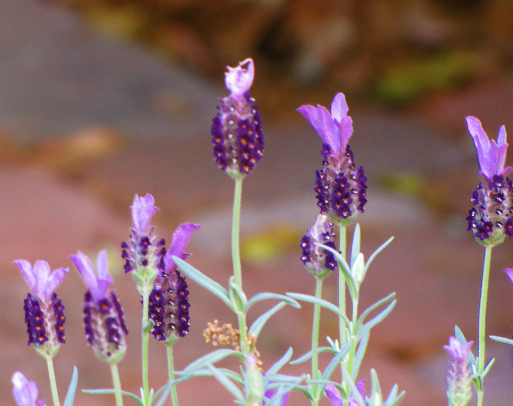 Lavender Mexican lavender blooming in Musashi's Garden. snap713