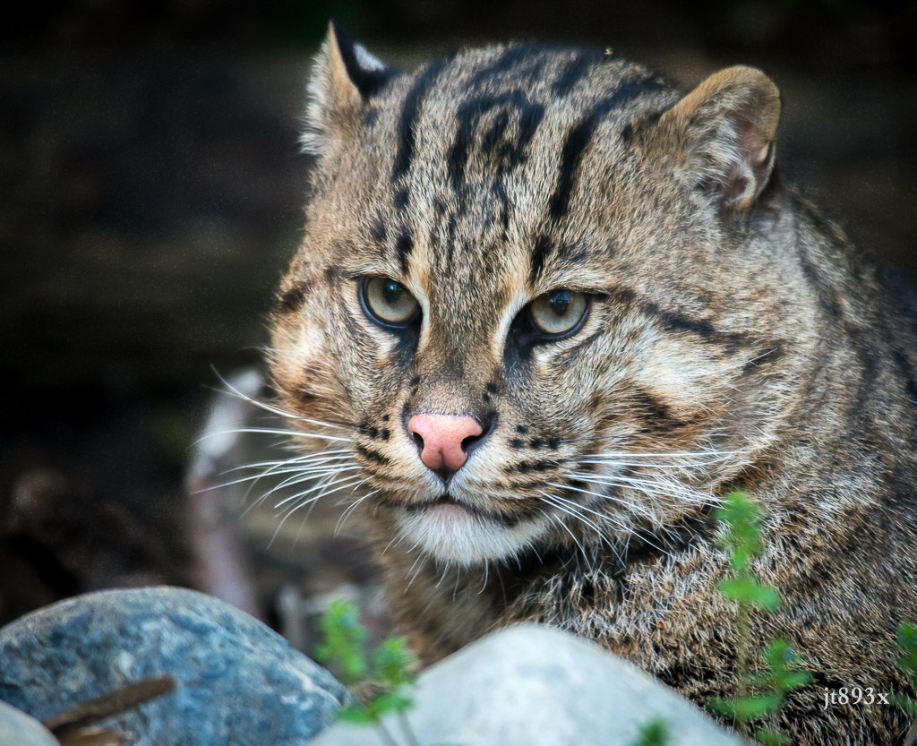 Fishing Cat An endangered, wild cat about twice the size o… Flickr