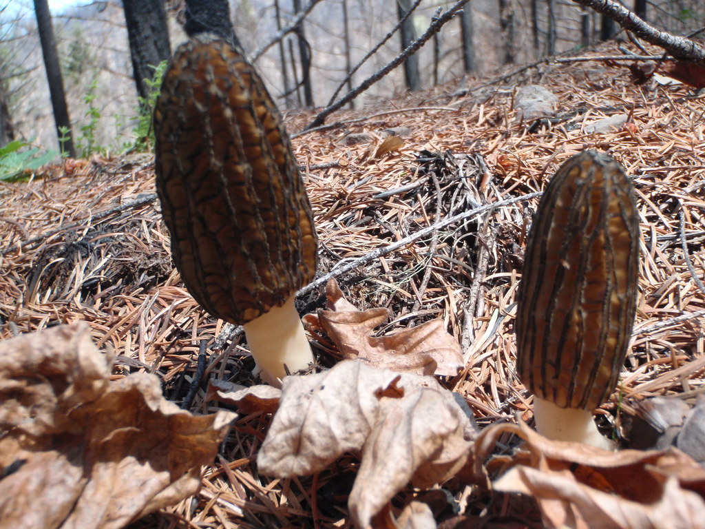may32013 023 Burnsite Morels 4500FT elevation Mendocino Co… Flickr