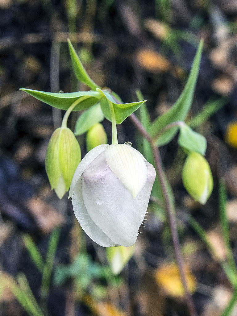 Calachortus Alba, White Globe Lily Buttermilk Bend, South … Flickr