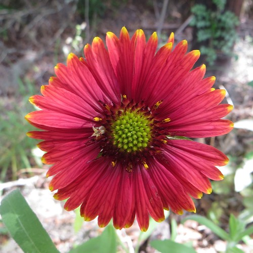 Firewheel, Blanket Flower Gaillardia pulchella Under the same moon
