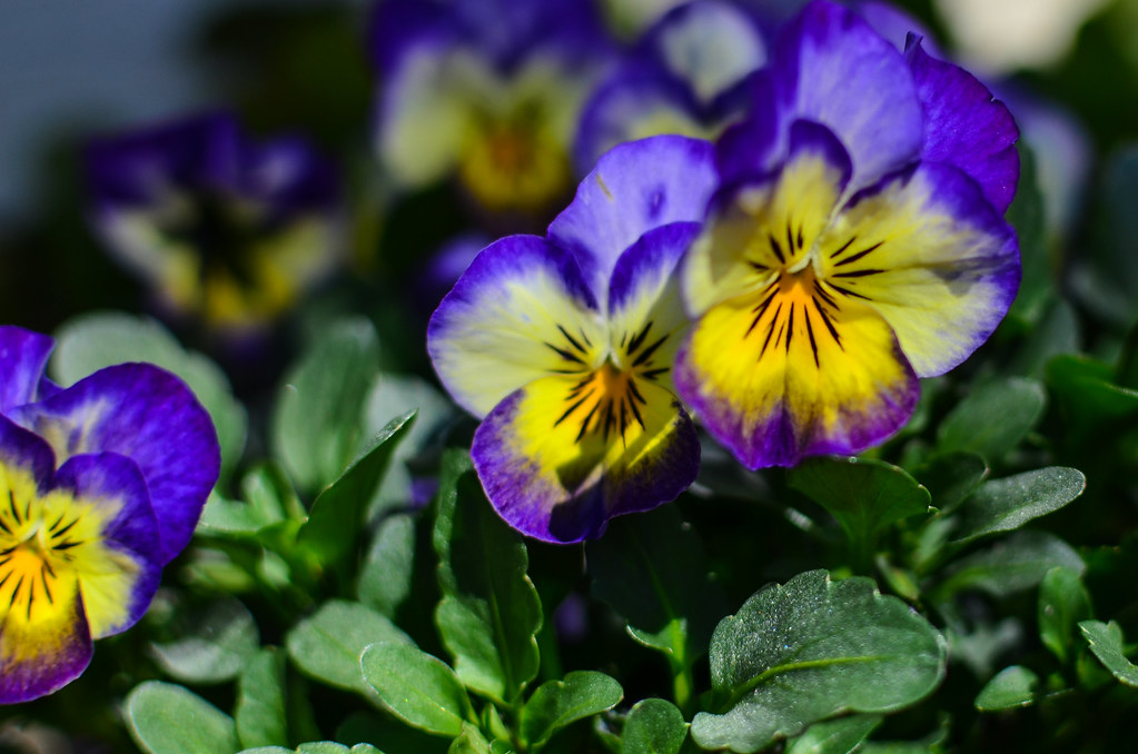 Pansies m01229 Flickr