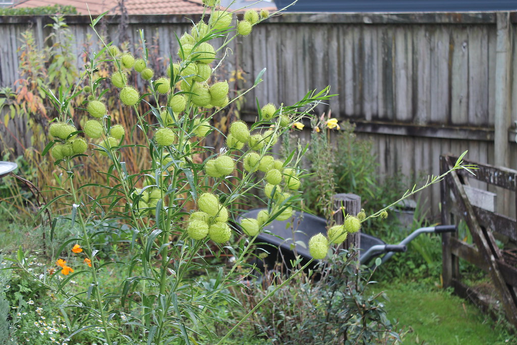 Cashmere Gardens Autumn Flickr