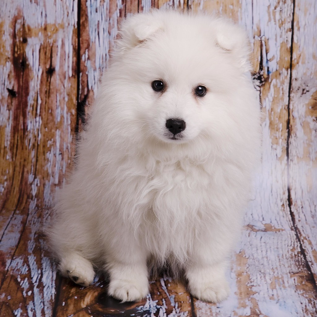 Casper at 10 weeks My lovely Japanese Spitz Puppy at 10