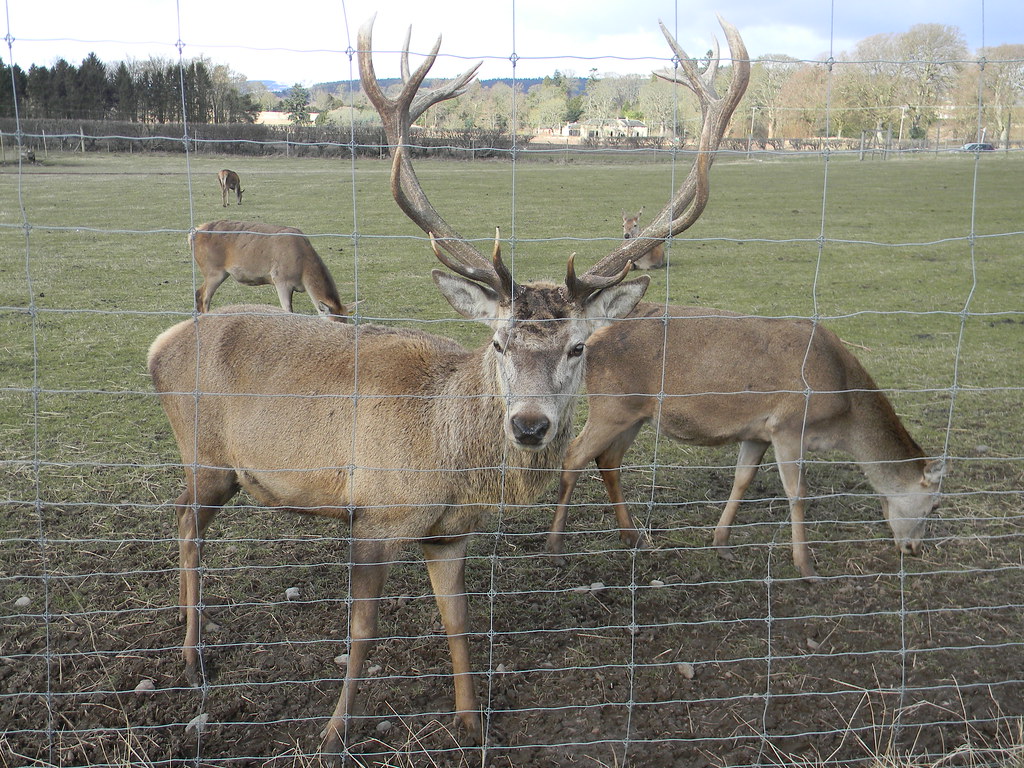 Red Deer Scottish Deer Centre Jaimie Wilson Flickr