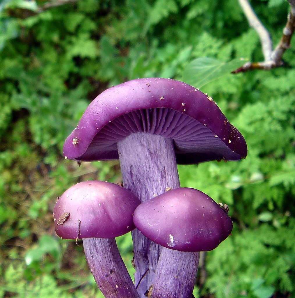 purple mushroom DiegoVegaFr Flickr