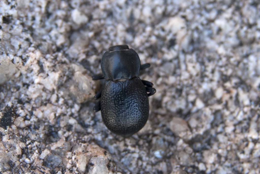 Darkling Beetle Microschatia championi S_Crews Flickr