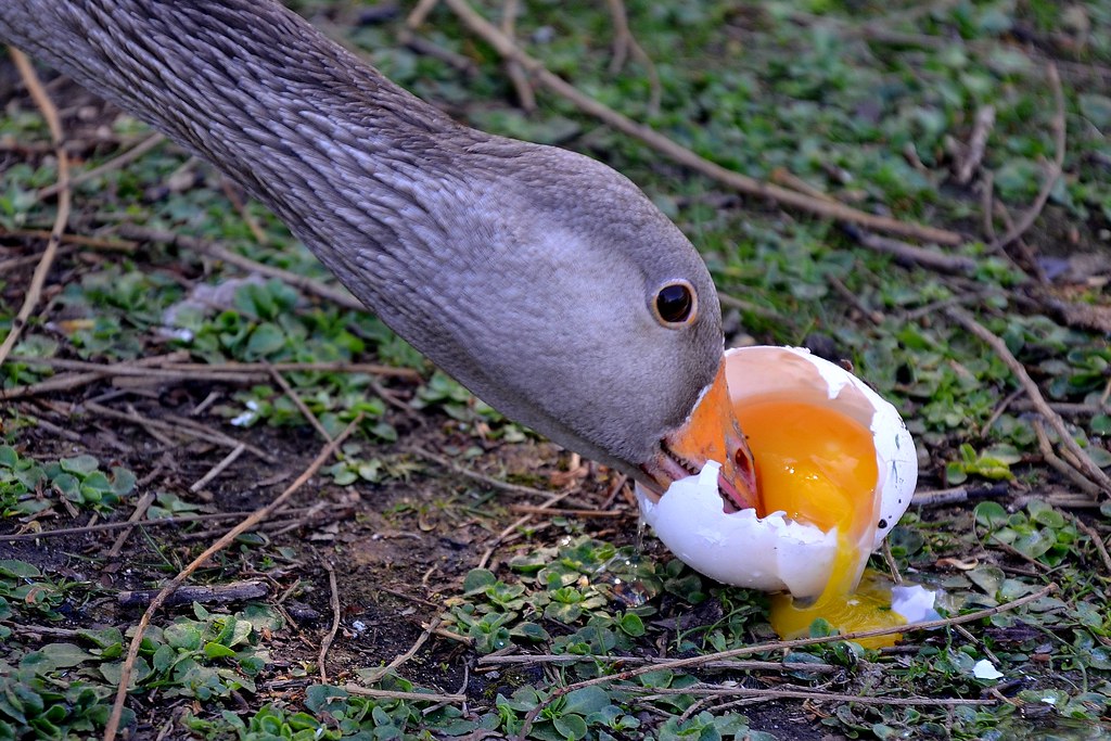 Goose Eats Own Egg... (License through Getty Images) A ver… Flickr