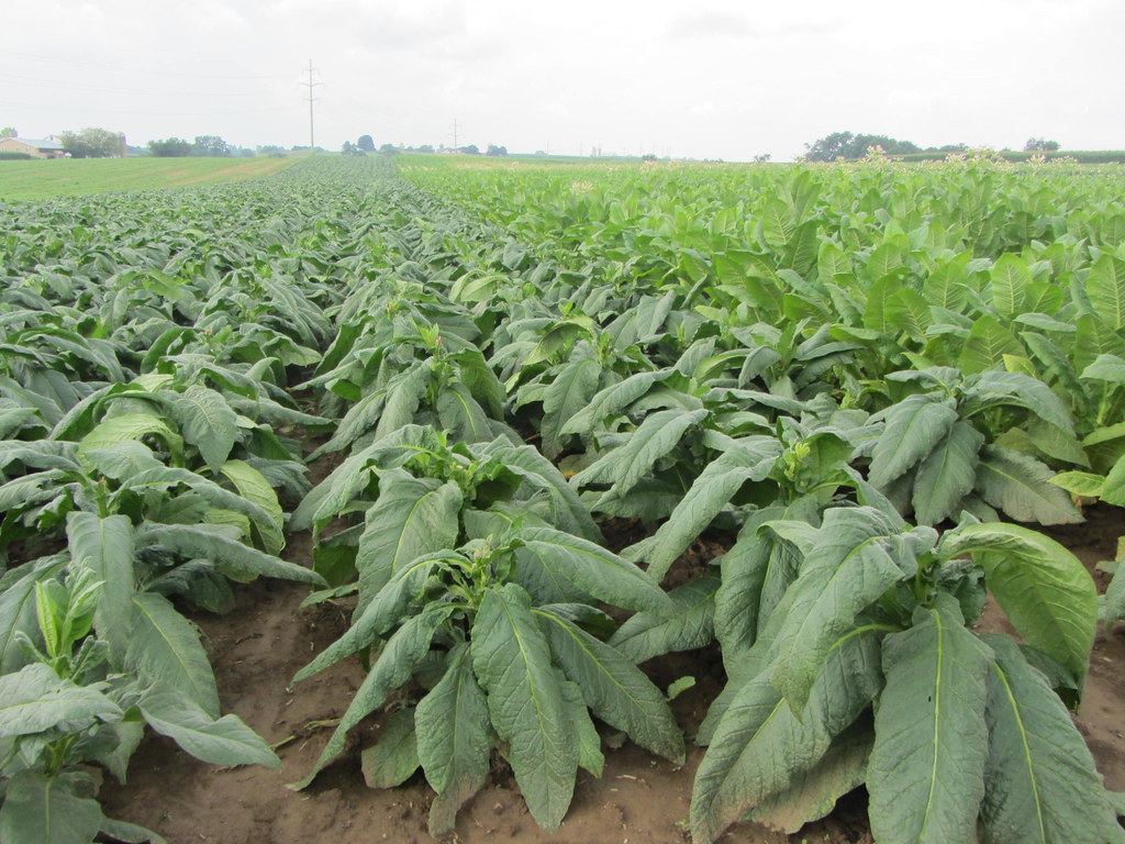 20120727 035 Tobacco, Lancaster County, Pennsylvania Flickr