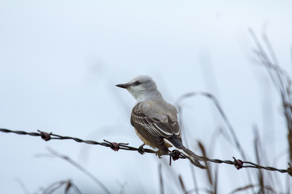 Scissortailed Flycatcher Red Slough Birding Convention, I… Flickr