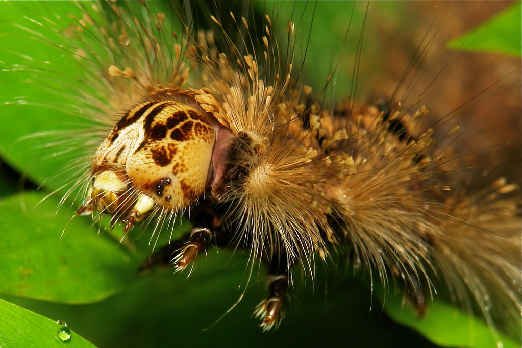 How Many Eyes Does a Caterpillar Have? Caterpillars have s… Flickr