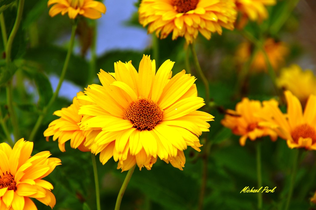 IMG_9726 contrast in the flowers Michael Park Flickr