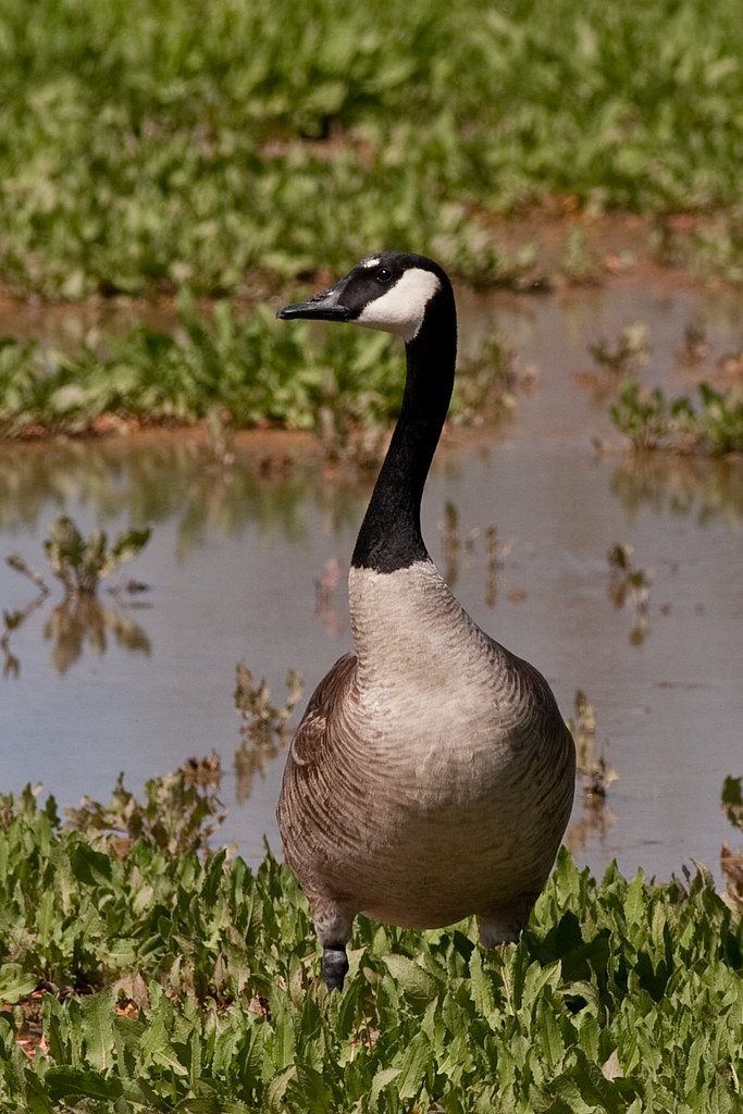 Canada Goose_IMG_1844_edited2 Canada Goose (Branta canade… Flickr
